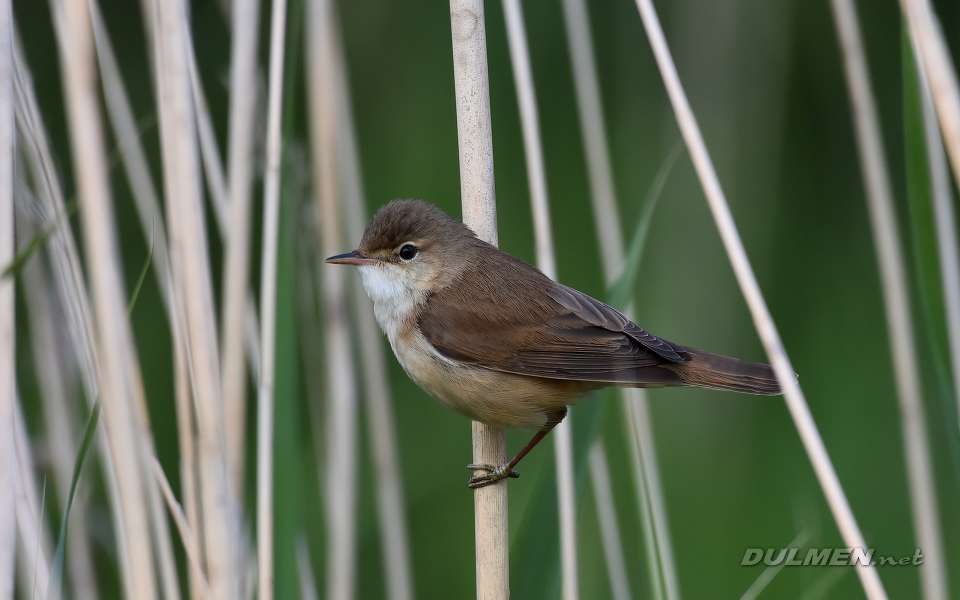 Marsh Warbler (Acrocephalus palustris)